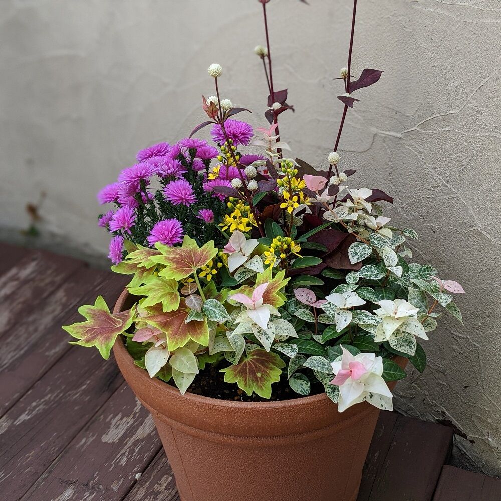 季節のお花寄せ植え  グラスファイバー 季節の寄せ植えspecial | 立花ガーデン フラワーショップ 公式通販