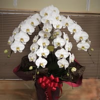 （スタッフ手渡配送）胡蝶蘭5本立ちdeluxe