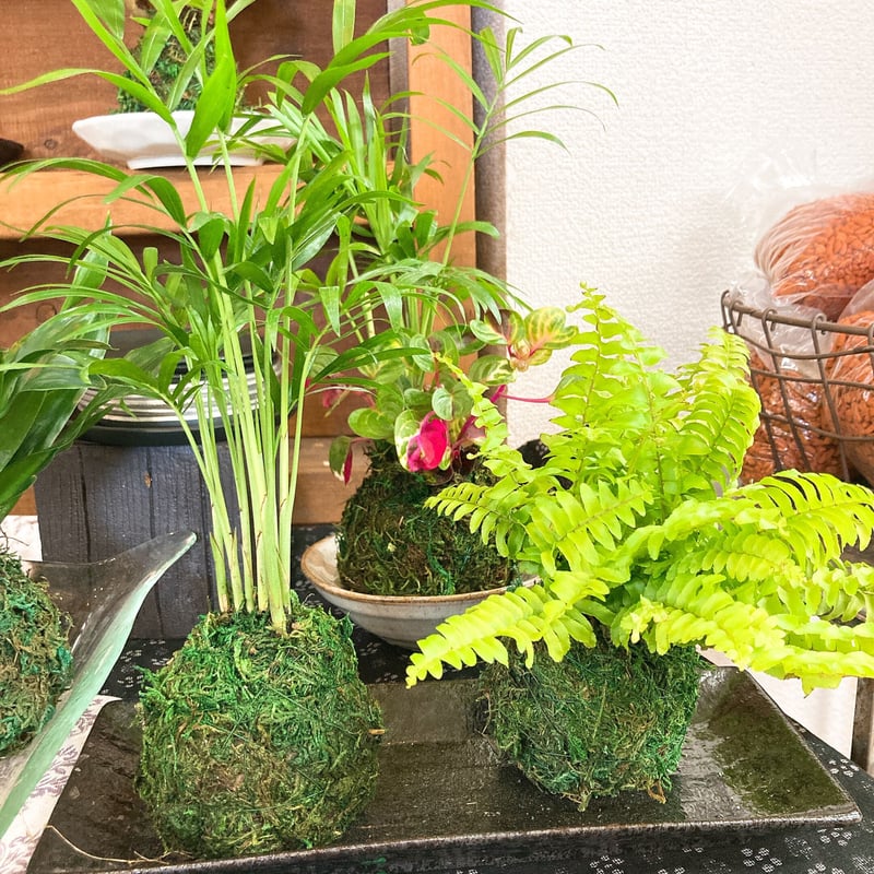 フク様 リクエスト 4点 まとめ商品(苔玉木皿付き) フク様 リクエスト 4点 まとめ商品(苔玉木皿付き)