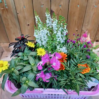 （ご来店専用）敬老の日Plants Gift(花苗セット)   贈り物用