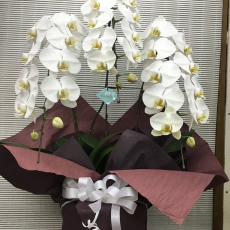 （スタッフ手渡配送）胡蝶蘭白3本立ちstandard