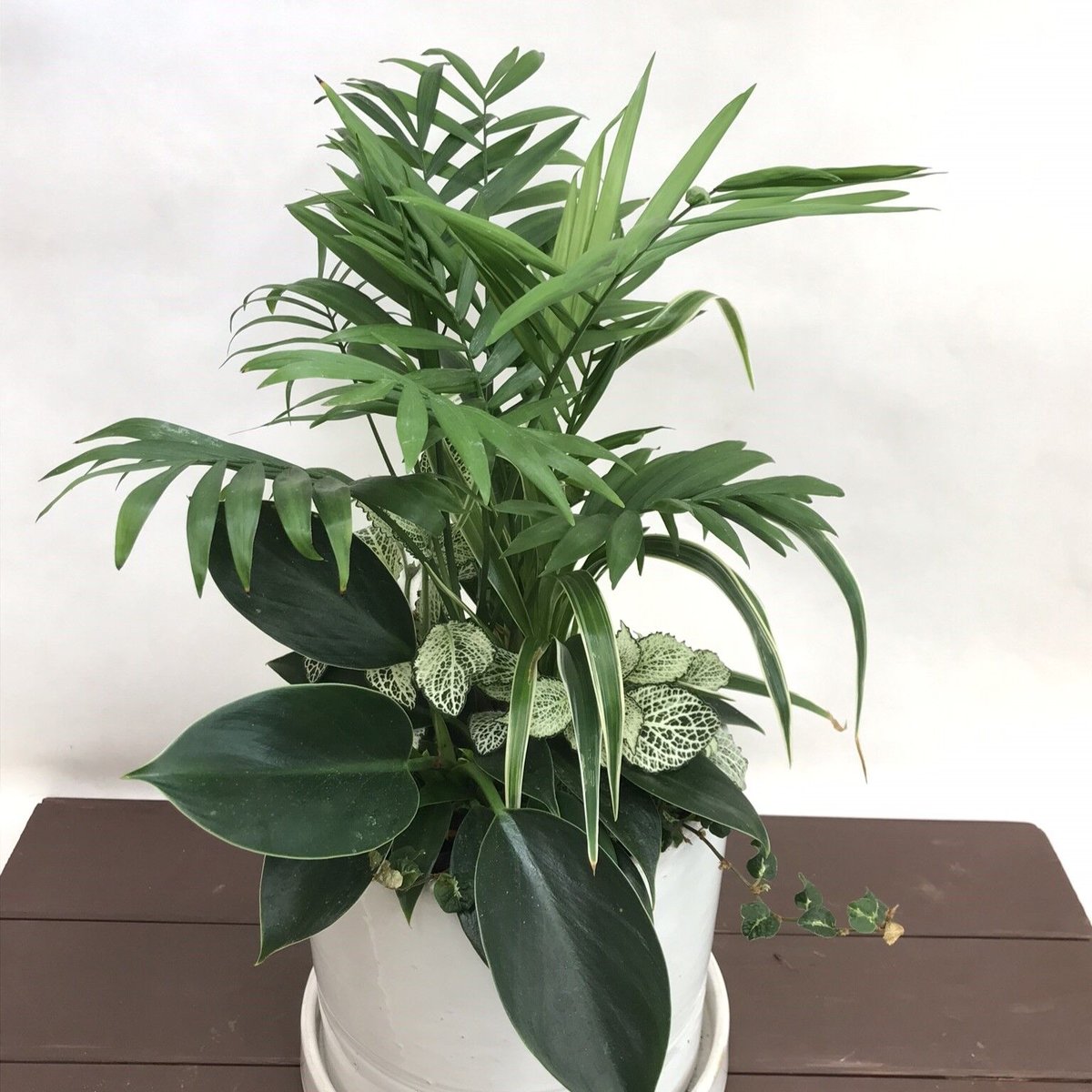 観葉植物 造花(SC触媒)】観葉植物 ミニ ザミオクルカス開運ポット 45cm