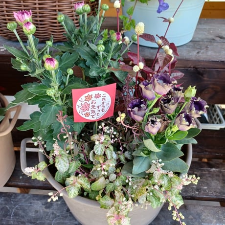 （スタッフ手渡配送）敬老の日おまかせ寄せ植えspecial