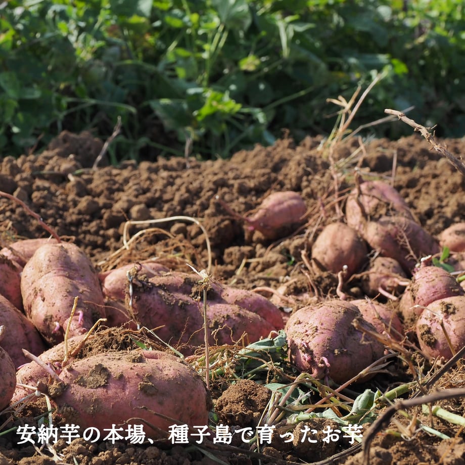 6615f99e9dd50305ff086e8d