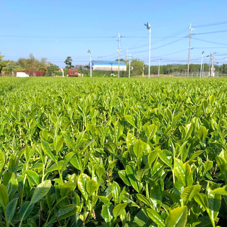 【知覧心茶堂】鹿児島GABA発酵茶 知覧紅茶 ハートペコー（3g×15p）✕1パック CS001