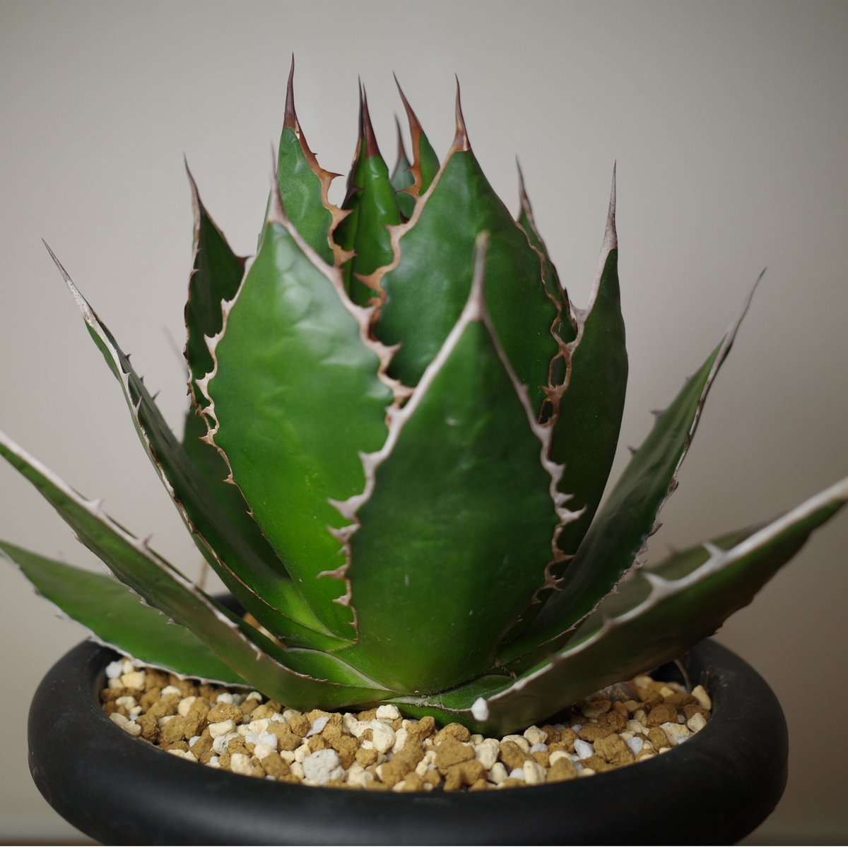 アガベ ホリダ Agave horrida 実生株 アガベホリダ 発根済みcaudex