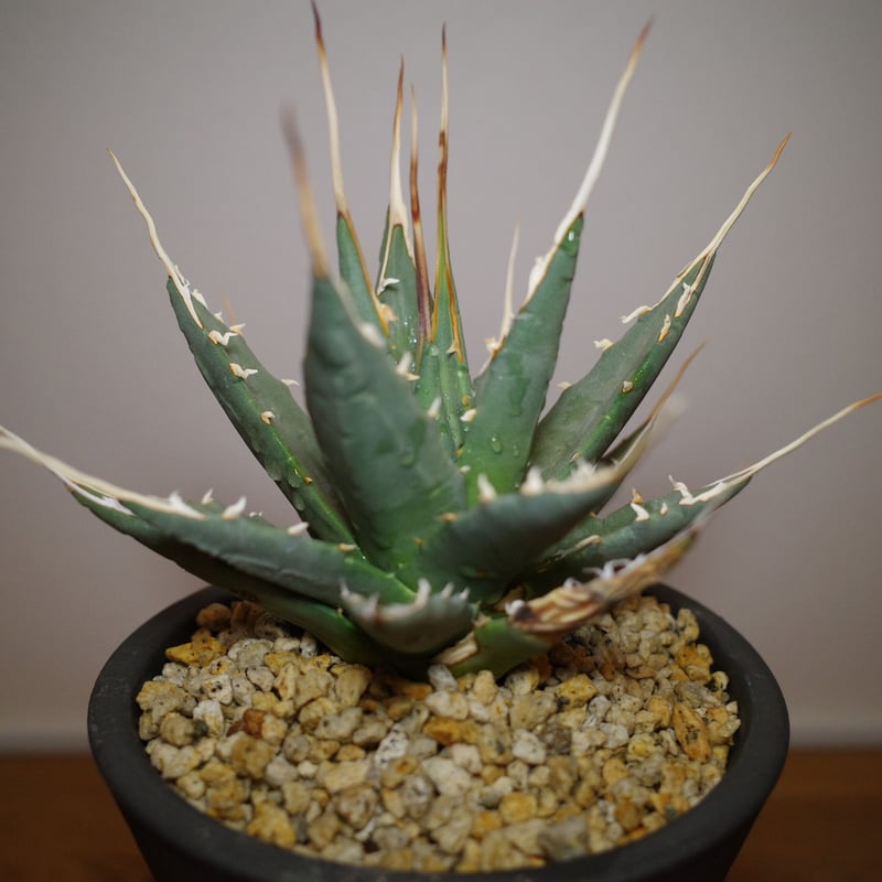 アガベ ユタエンシス Agave utahensis 抜き苗 - インテリア