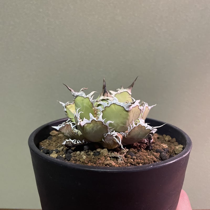 台湾産】アガベ チタノタ フィリグリー ”圓葉拇指” | Plants Holic 