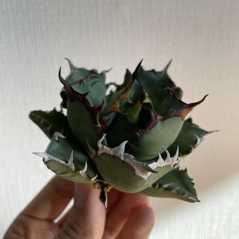アガベチタノタ姫厳龍agave titanota