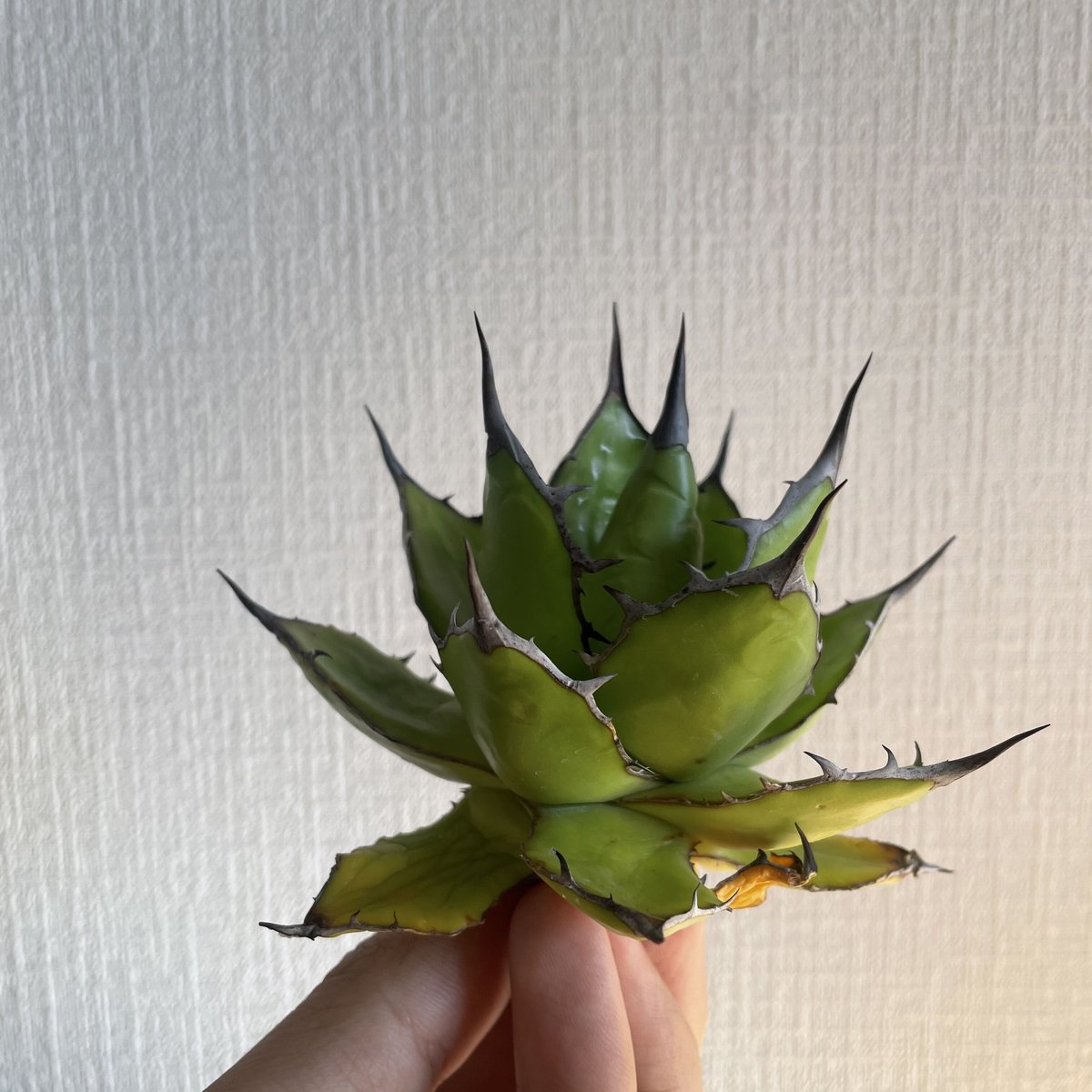 選抜】Agave horrida California seeding アガベ ホリダ カリ...