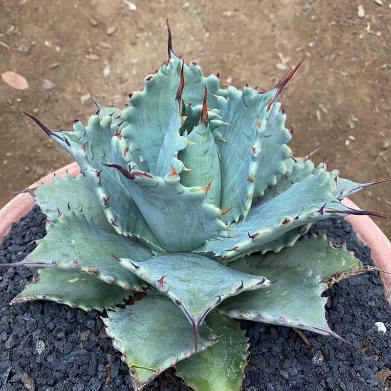 Agave ShawIst （Shawii×isthnensis） | Plants Holic 