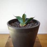 Agave ShawParr （Shawii x parrasana） | Plants Holic