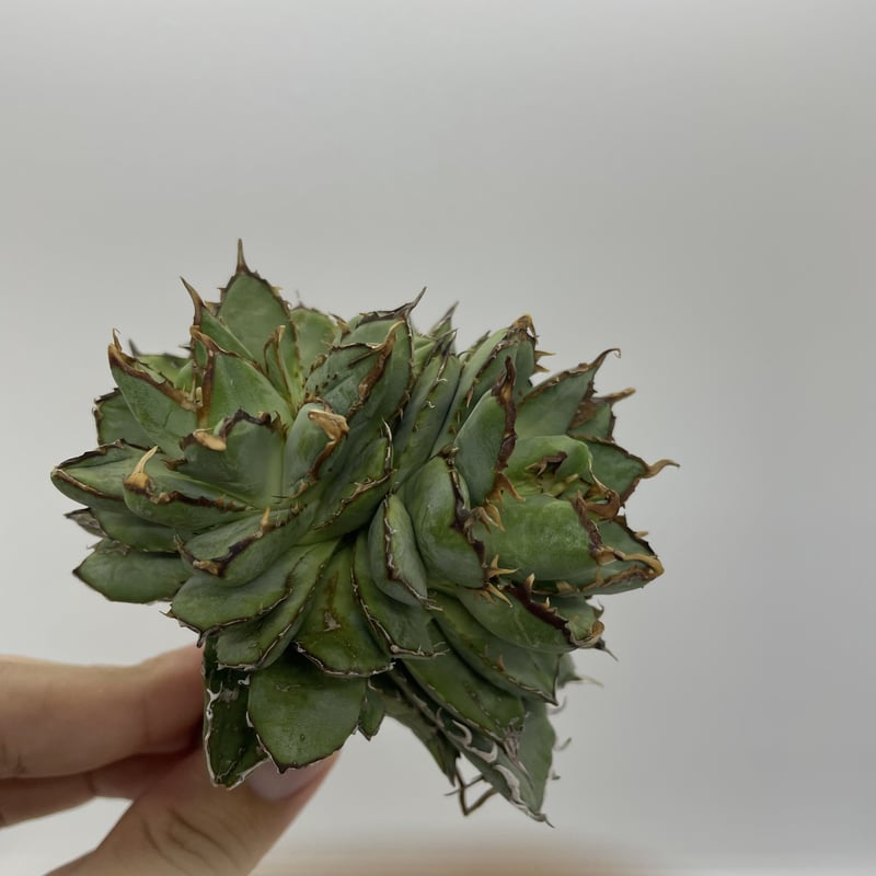 狂鉢Willingplant Agave アガベ 狂鉢Willingplant Agave アガベ