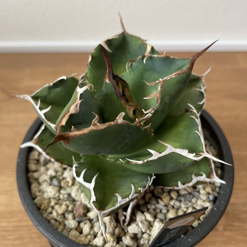 アガベ チタノタ ”柊月”Agave titanota -syūgetu- | Plants
