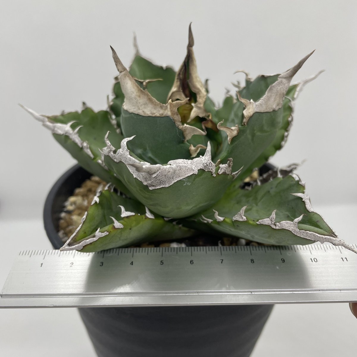 アガベ チタノタ 白火焔 ホワイトファイヤー 地植え株 【公式通販】