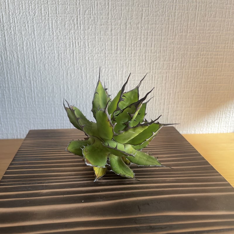 選抜】Agave horrida California seeding アガベ ホリダ カリ 