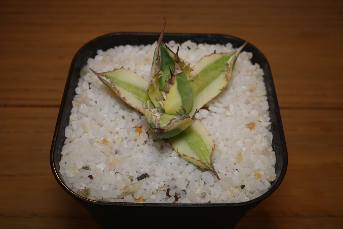 アガベ チタノタ　‘Saber tooth tiger’ 中斑　スナグルトゥース アガベ チタノタ 'Saber tooth tiger' 中斑 スナグルトゥース