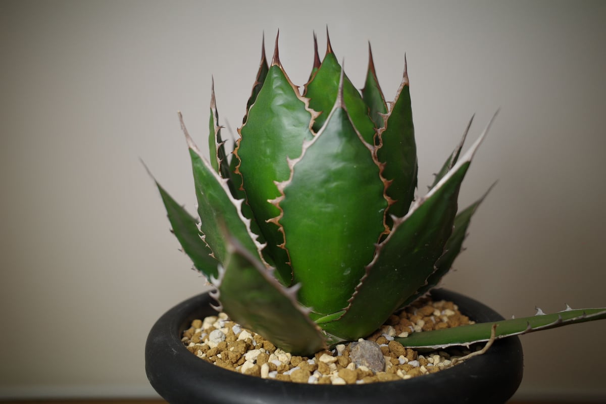 Agave horrida seeding アガベ ホリダ 実生 | Plants Holic