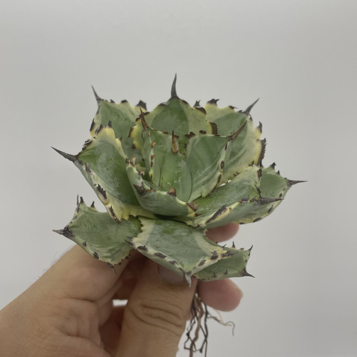 親株 子株2つ アガベ ハイブリッド 甲蟹 屈原 Agave Hybrid 台湾