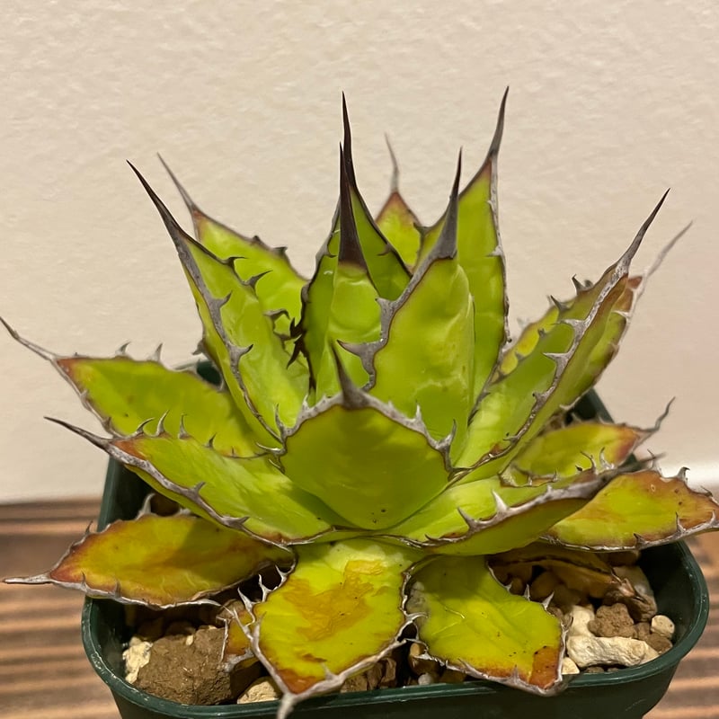 選抜】Agave horrida California seeding アガベ ホリダ カリ...