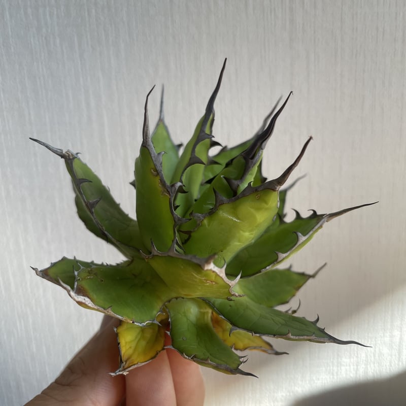 選抜】Agave horrida California seeding アガベ ホリダ カリ 