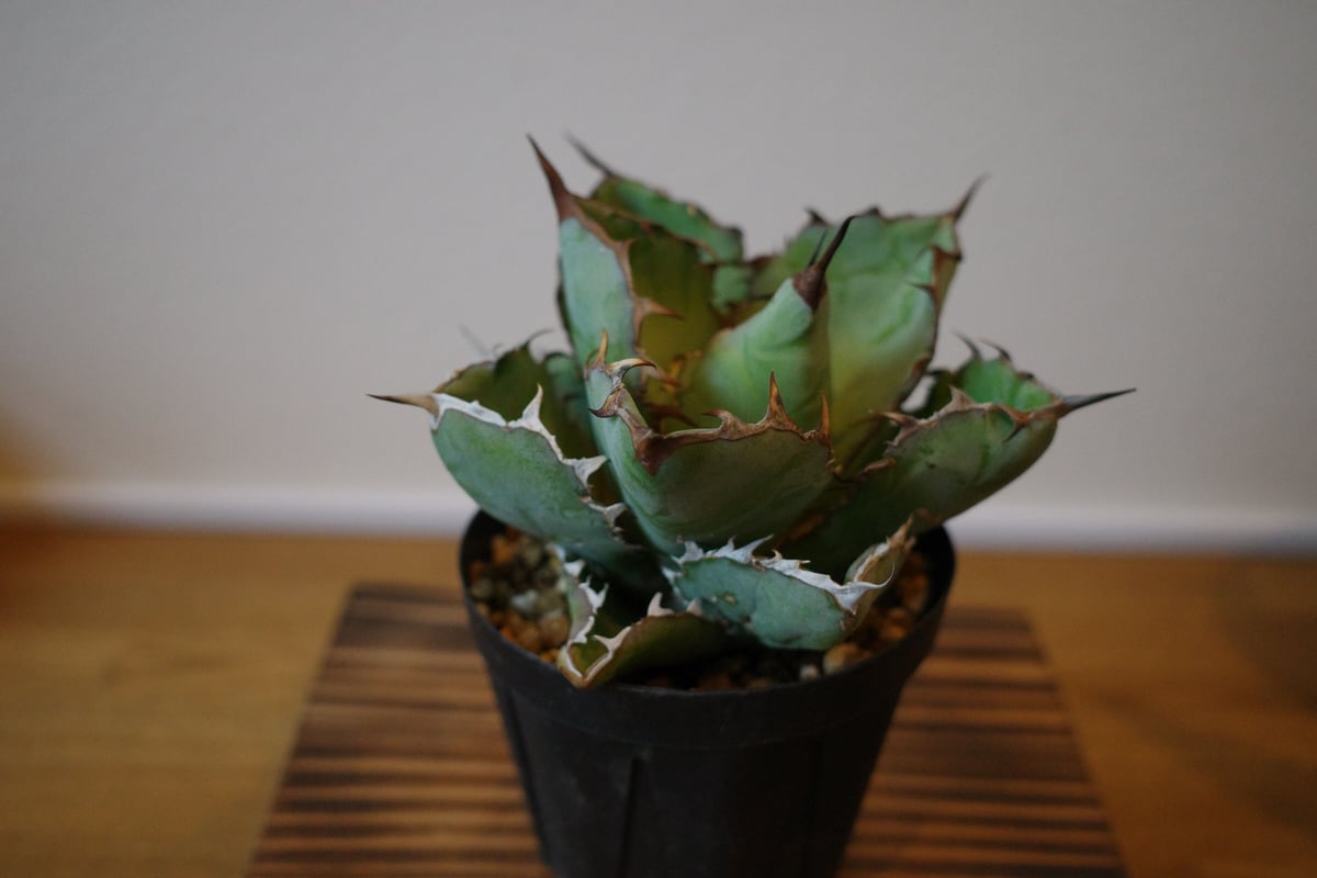 Agave titanota ”Black&Blue”アガベ チタノタ ”ブラック&ブルー”② 