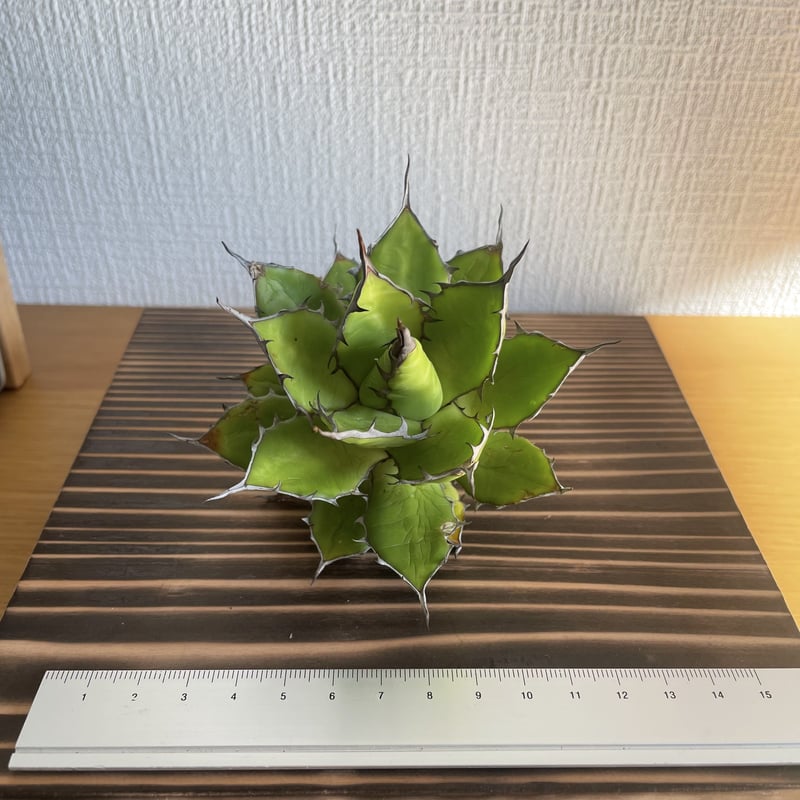 選抜】Agave horrida California seeding アガベ ホリダ カリ 