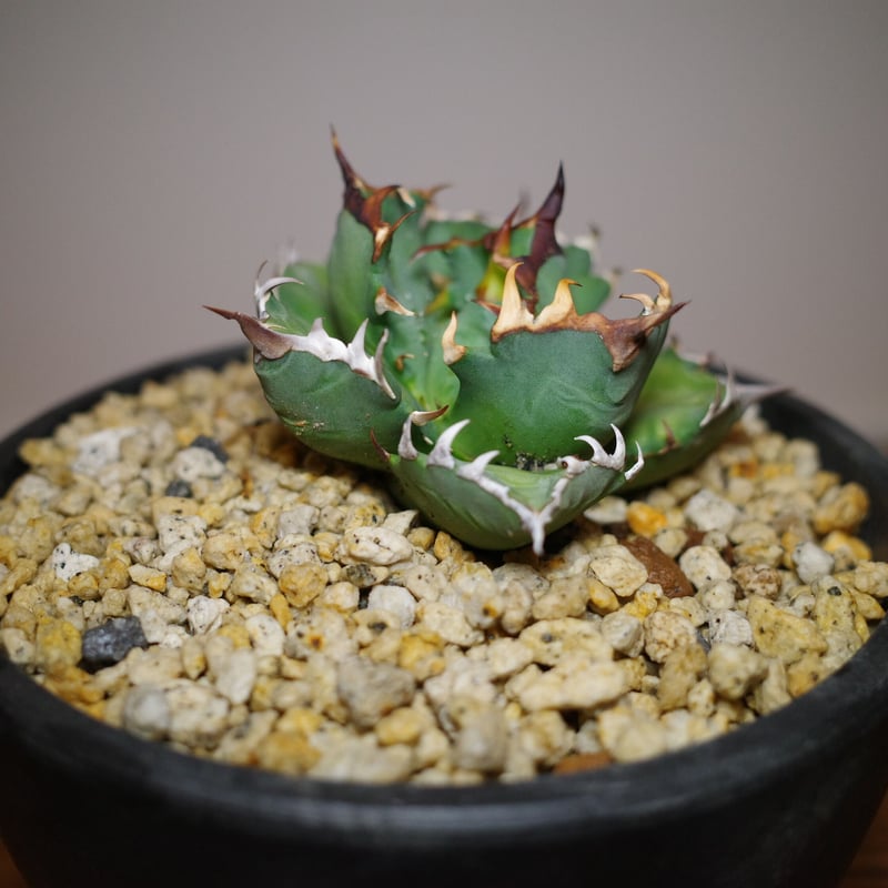 アガベ農大NO1 めずらしい 美株 検オテロイ、チタノタ、モンタナ  