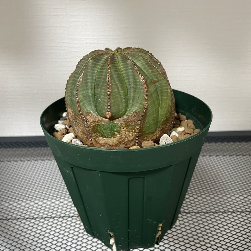 木質化】Euphorbia Obesa ユーフォルビア オベサ① | Plants Holic