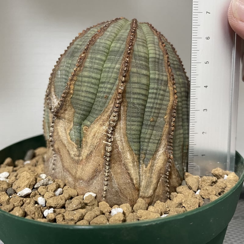 木質化】Euphorbia Obesa ユーフォルビア オベサ②（7月19日撮影） | Pl...