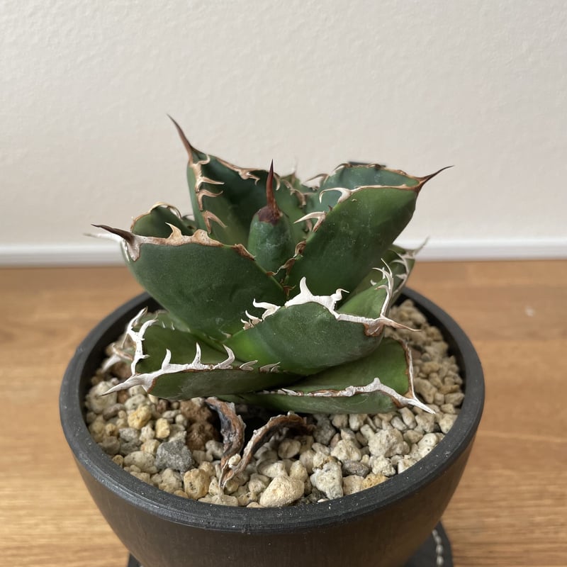 アガベ チタノタ ”柊月”Agave titanota -syūgetu- | Plants