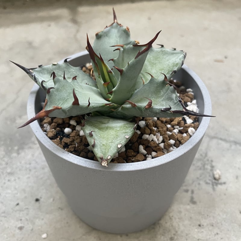 アガベ　BB beast ロイヤル アガベ BB beast ロイヤル - メルカリ