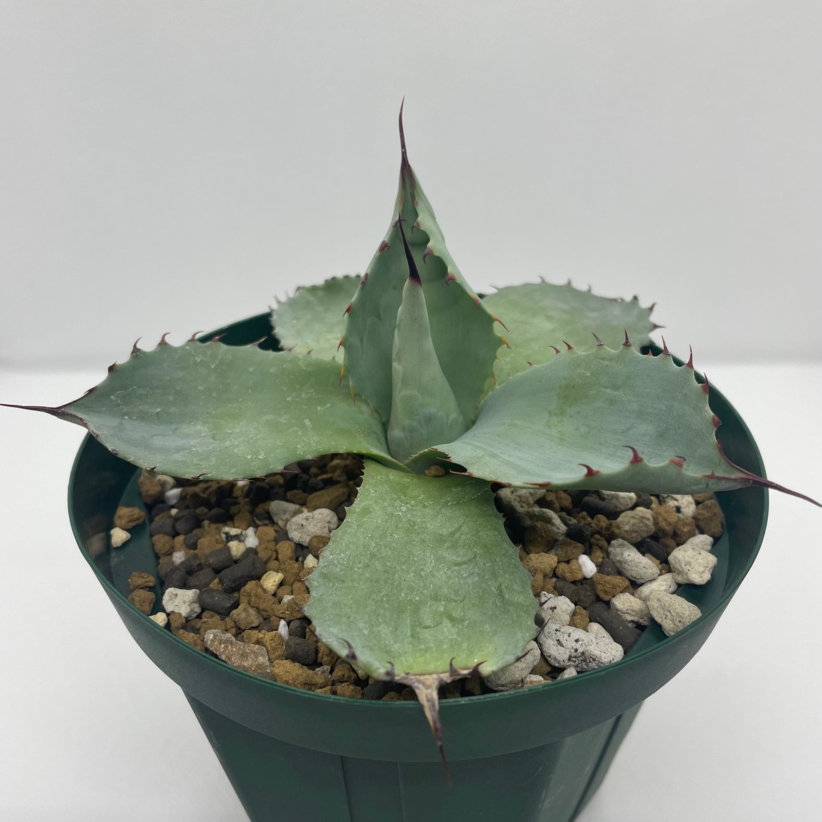 パリートランカータハンティントンブルー