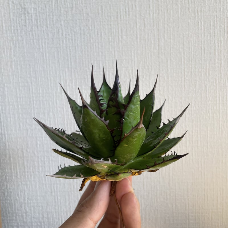 選抜】Agave horrida California seeding アガベ ホリダ カリ...