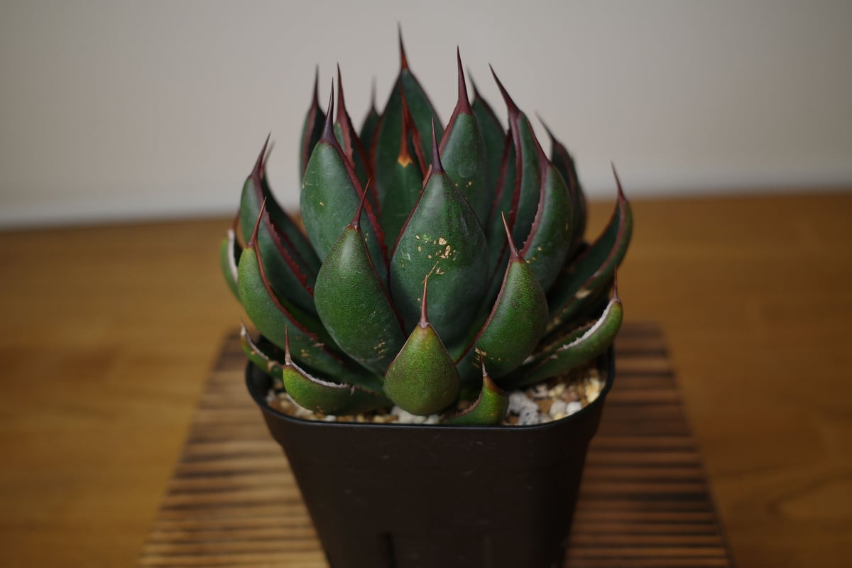 プレイングハンズ マンガベ アガベ