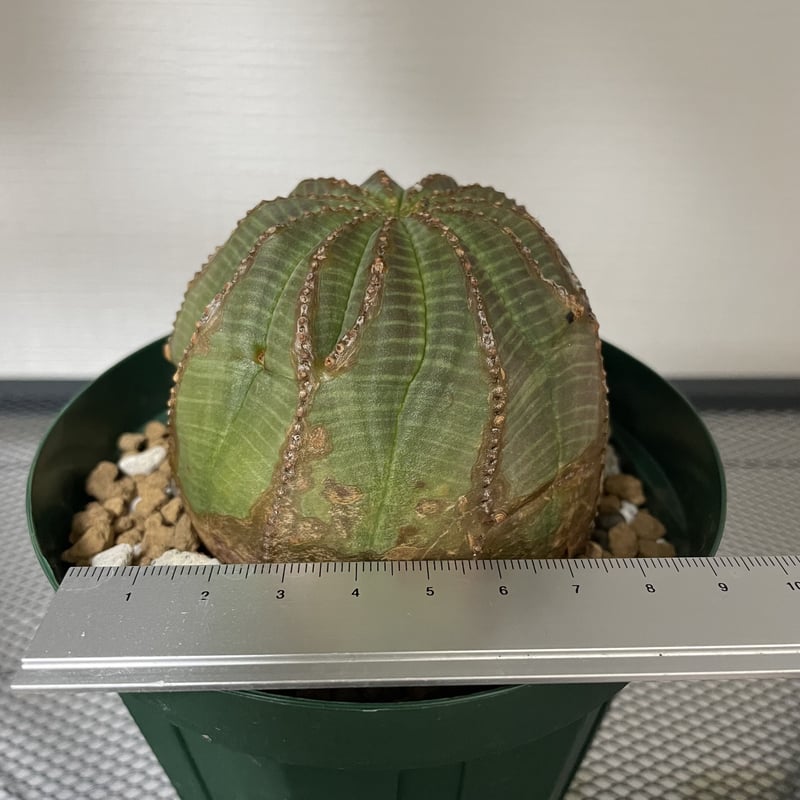 木質化】Euphorbia Obesa ユーフォルビア オベサ① | Plants Holic