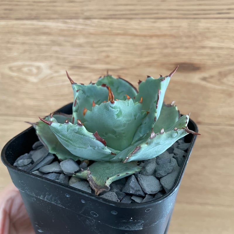 現品】甲蟹×血雨 イシスメンシス ハイブリッドアガベ hybrid Agave