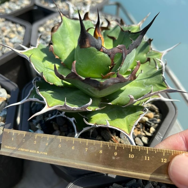 Lize産】Agave titanota 