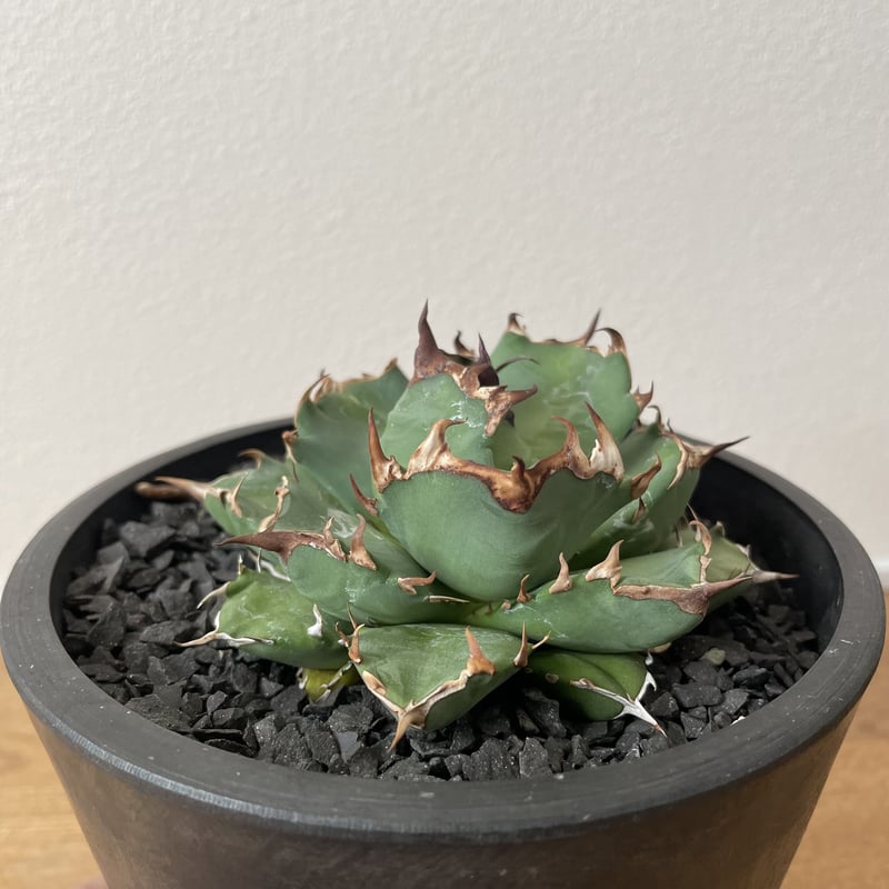 アガベ チタノタ 姫仁王冠