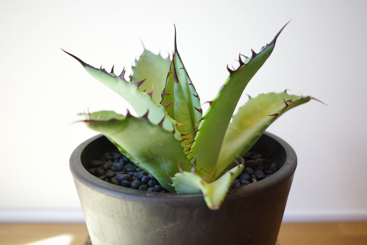 Agave 瀧雷 紫之君 hybrid CJ 発根済み A アガベ おも Agave 瀧雷 紫之君 hybrid CJ 発根済み A アガベ おも