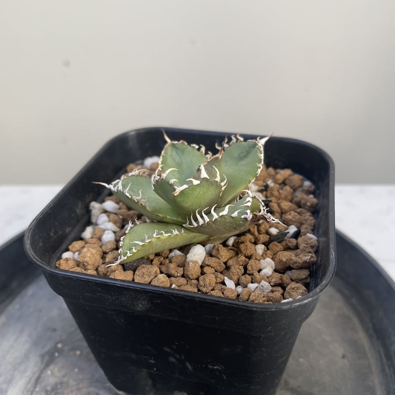 台湾産】アガベ チタノタ フィリグリー ”圓葉拇指” | Plants Holic 