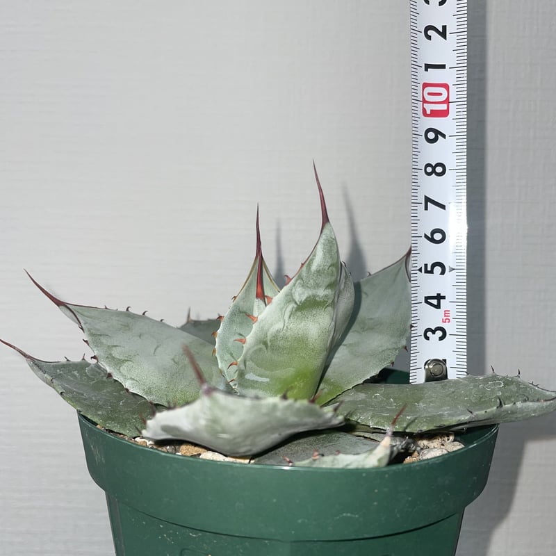 ② パリー トランカータ SP Seedling 地植え アガベ ドライ