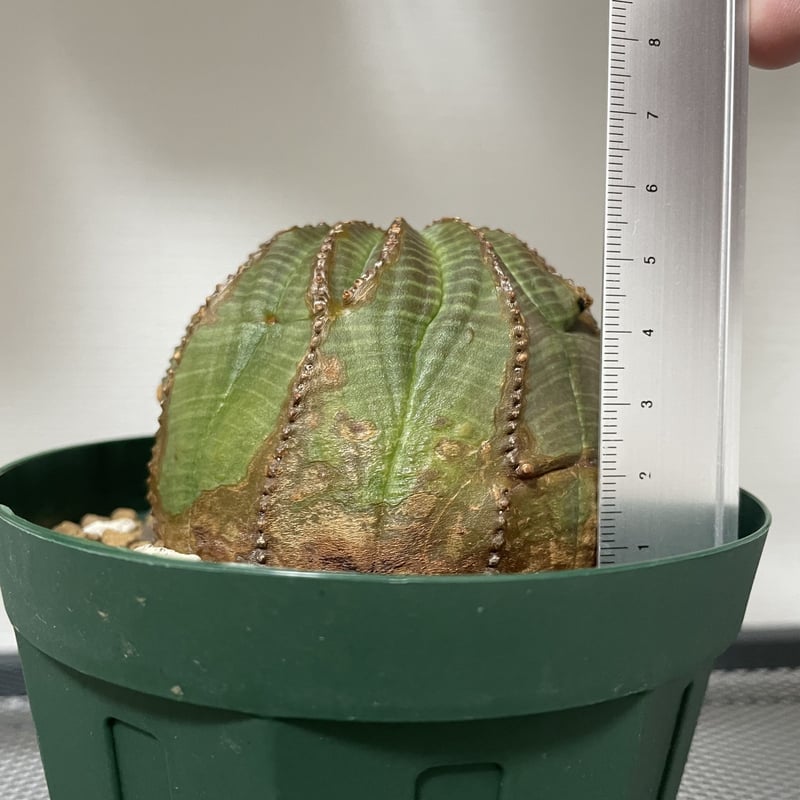 木質化】Euphorbia Obesa ユーフォルビア オベサ① | Plants Holic