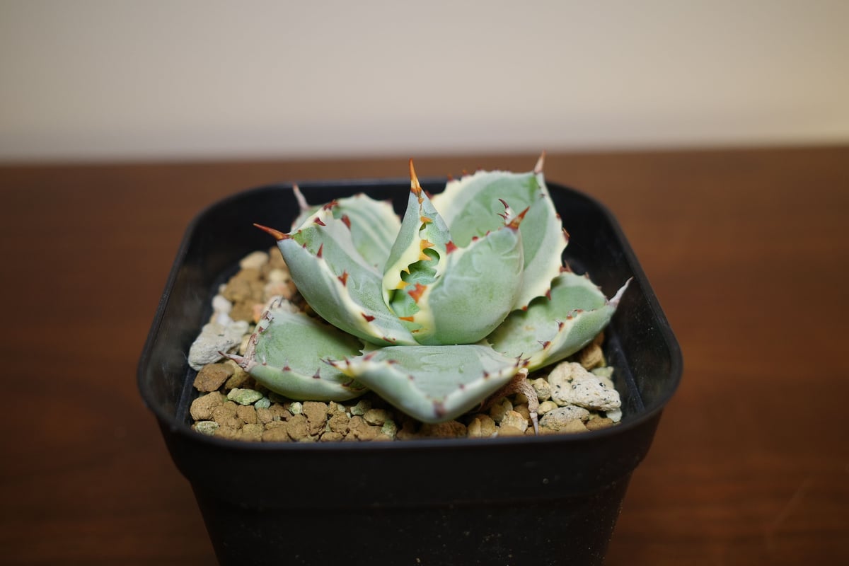 アガベ　チタノタ　蟹覆輪 アガベ チタノタ 蟹 覆輪 【公式通販】