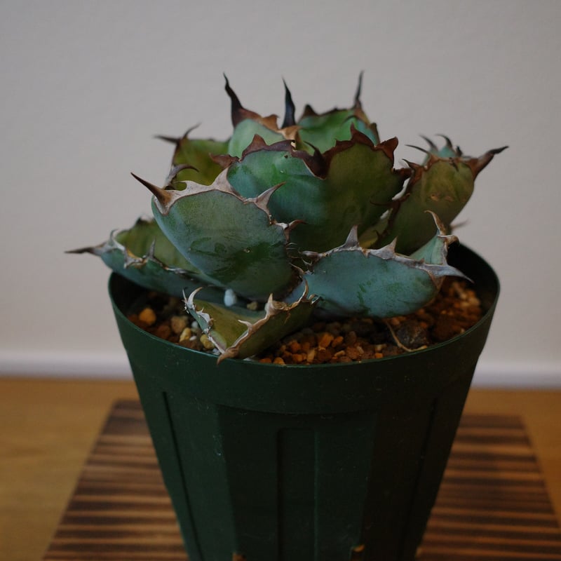 特選】Agave titanota ”Black&Blue”アガベ チタノタ ”ブラック&ブ 