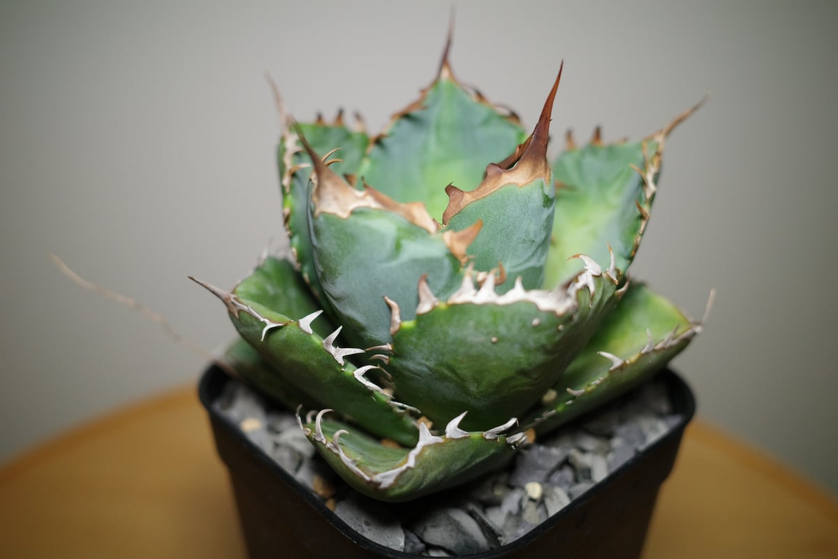 オアハカ オテロイ Wild 現地株 特選 アガベ ☆PCP特選アガベ☆Agave