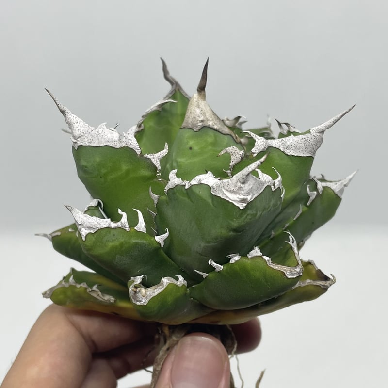 アガベチタノタ agave titanota white devil 白悪魔 【公式通販】