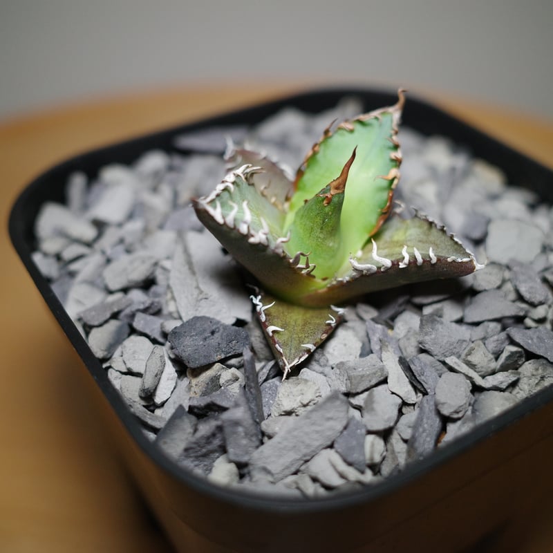 アガベ】レッドキャット極 ブツブツ系