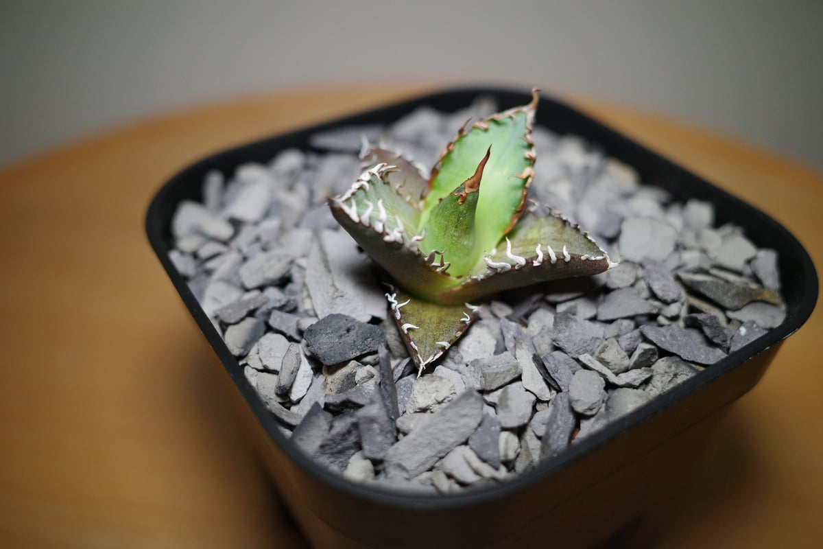 アガベチタノタレットキット