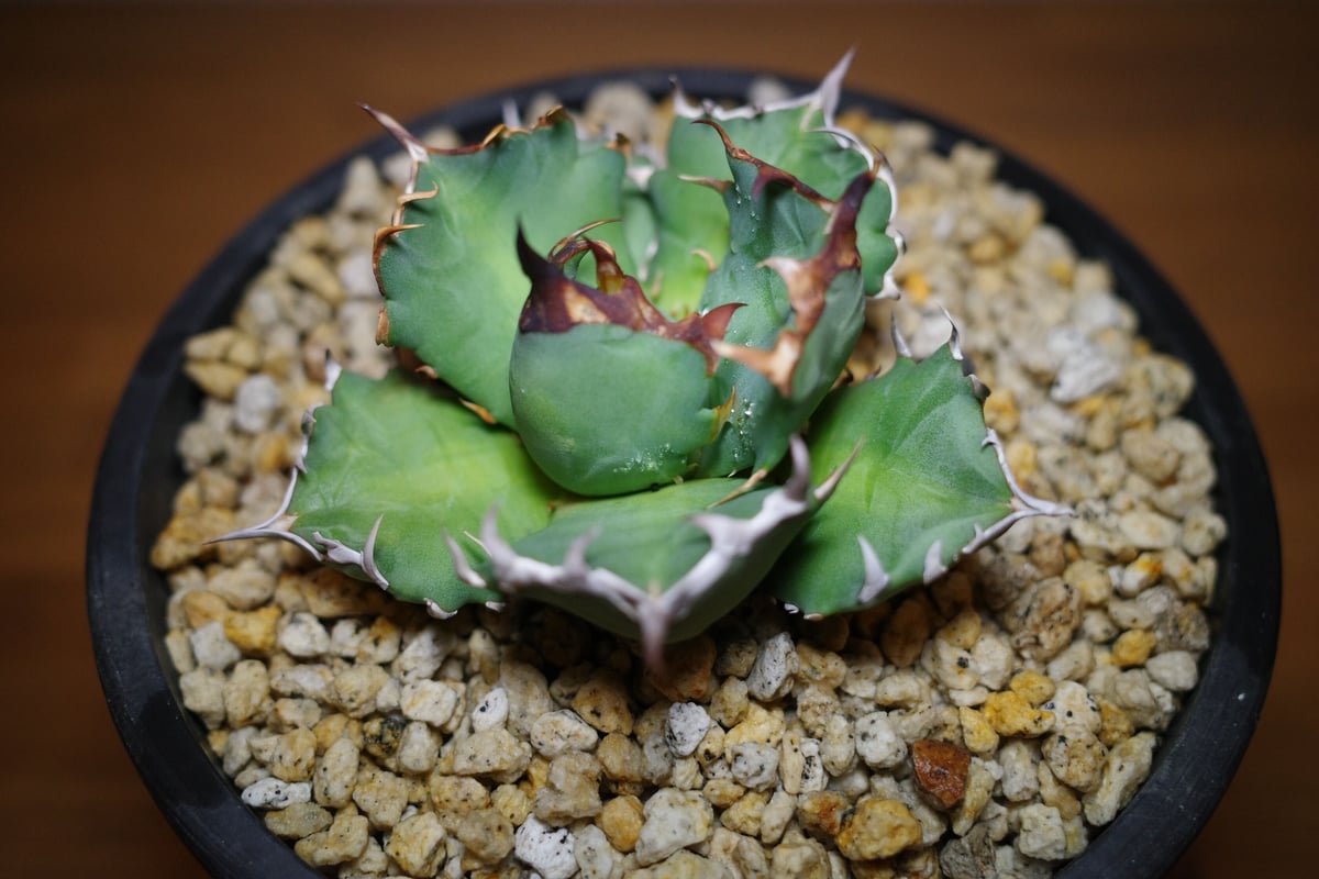 日本チタノタのルーツ】アガベ チタノタ 農大No.1 | Plants Holic